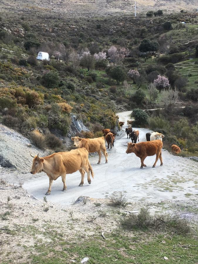 Hotel Rural Fuente La Teja Güéjar Sierra Zewnętrze zdjęcie