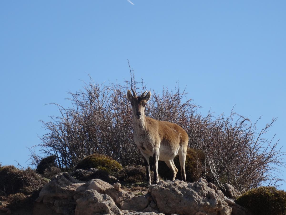 Hotel Rural Fuente La Teja Güéjar Sierra Zewnętrze zdjęcie